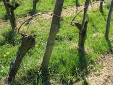 Weil am Rhein Weiler Weinweg 013.jpg